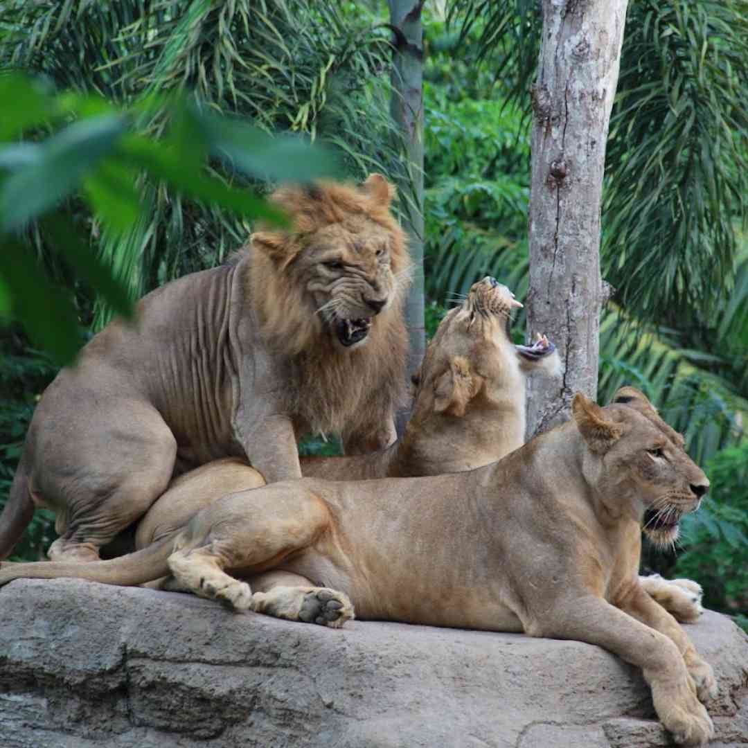 Bali Zoo