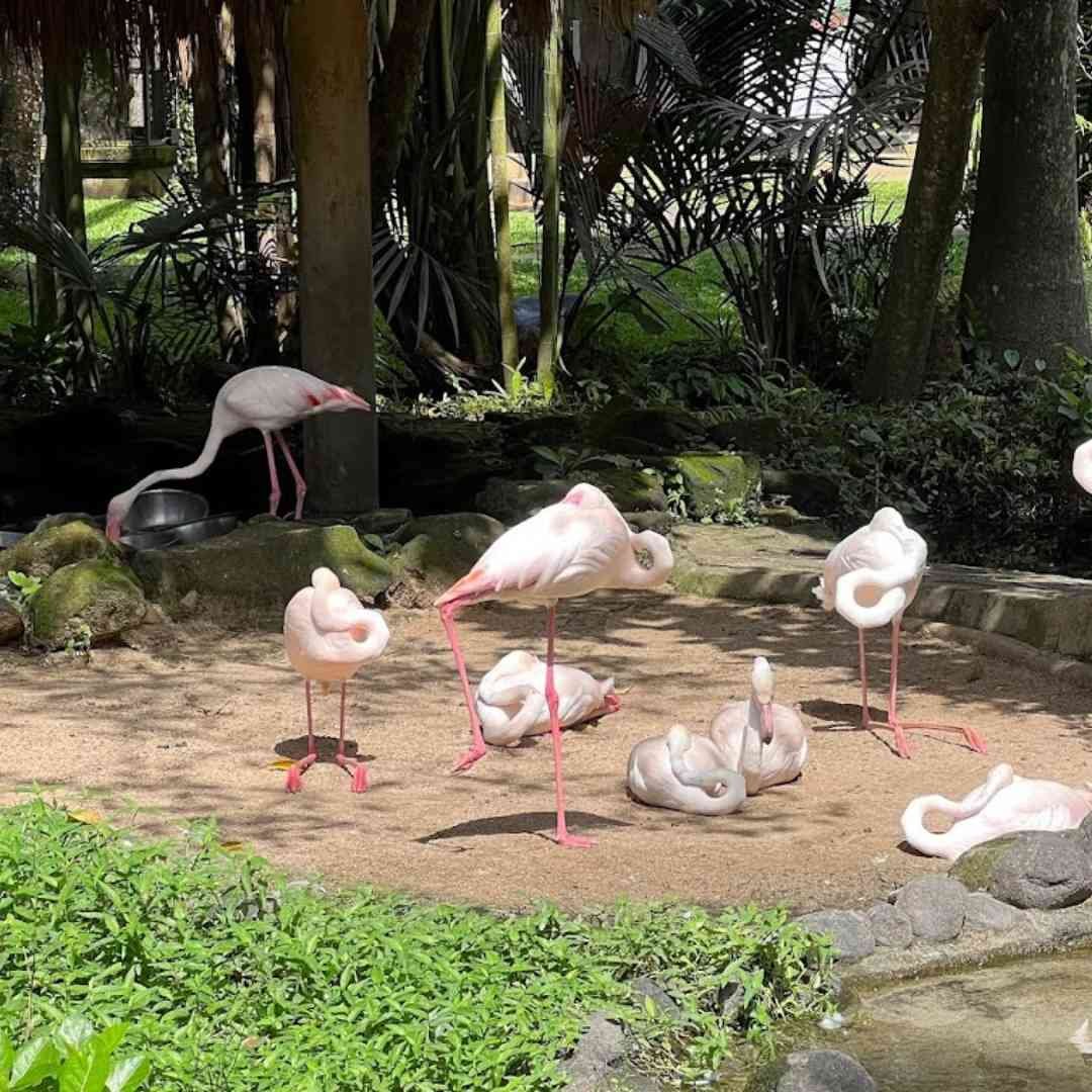 Bali Bird Park