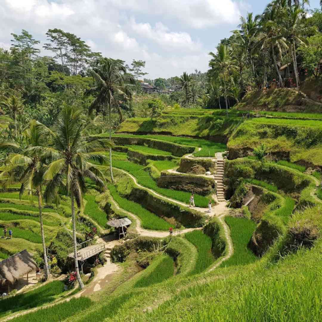 Tegalalang Rice Terrace