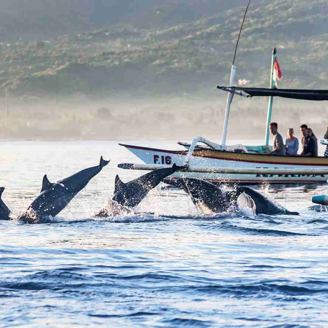 Bali Dolphin & snorkling In Lovina