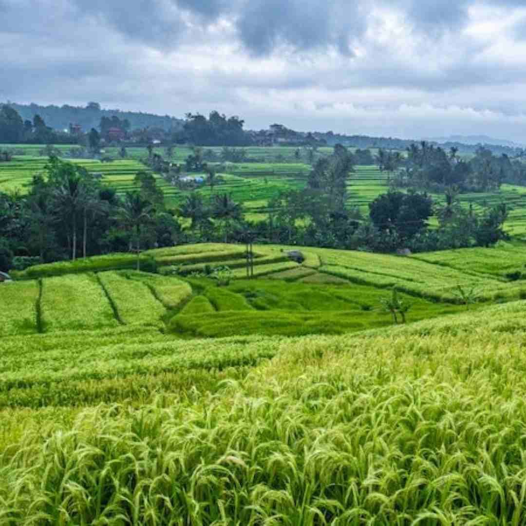 Jatiluwih Rice Terrace